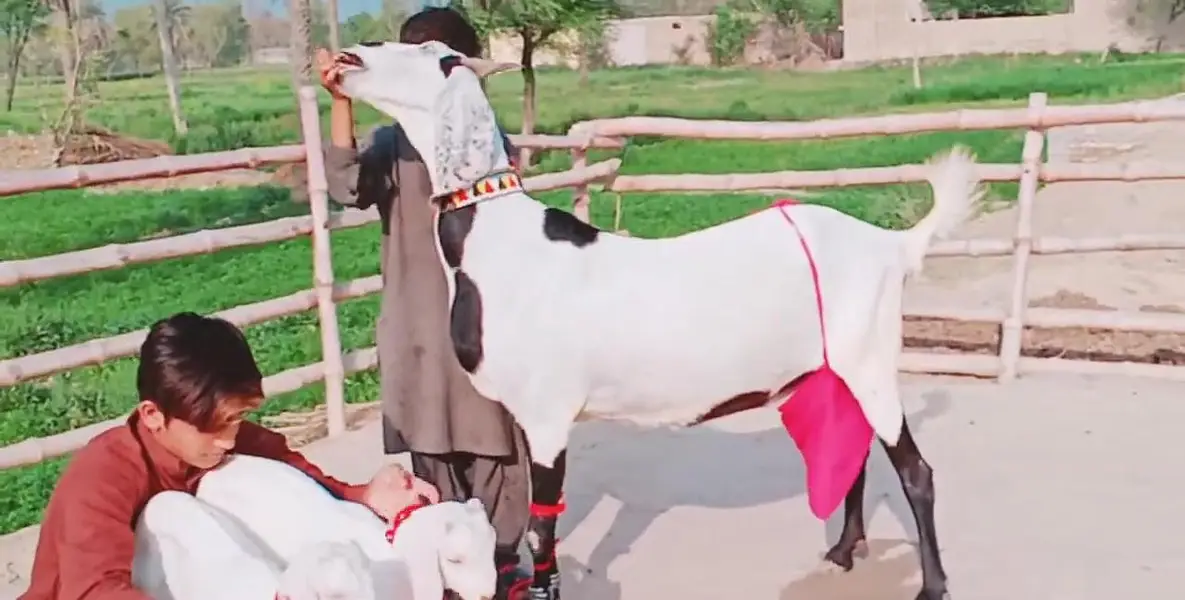 2 Bacchon ka sath Desi Bakri For Sale _ 03288110750 — photo 7