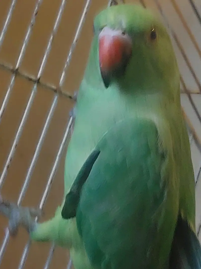 female parrt — photo 2