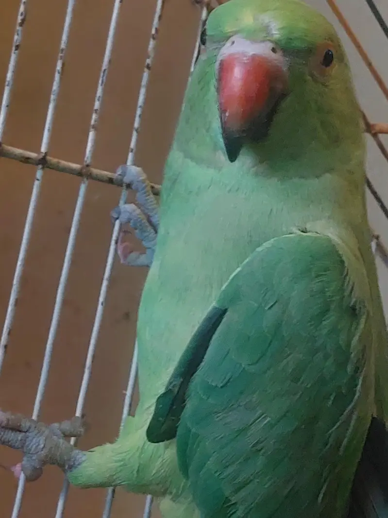 female parrt — photo 3