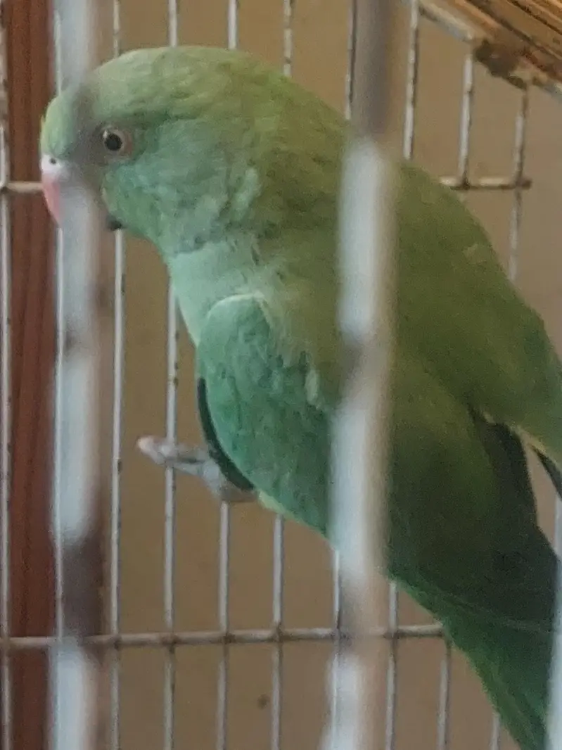 female parrt — photo 5