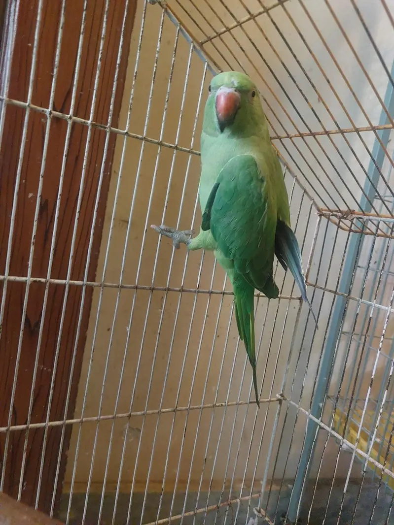 female parrt — photo 8