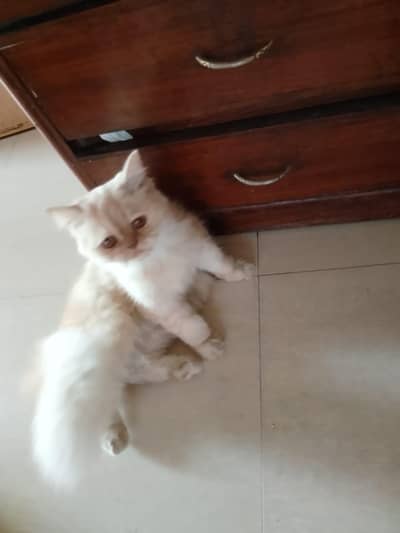 Persian cat for sale triple coated