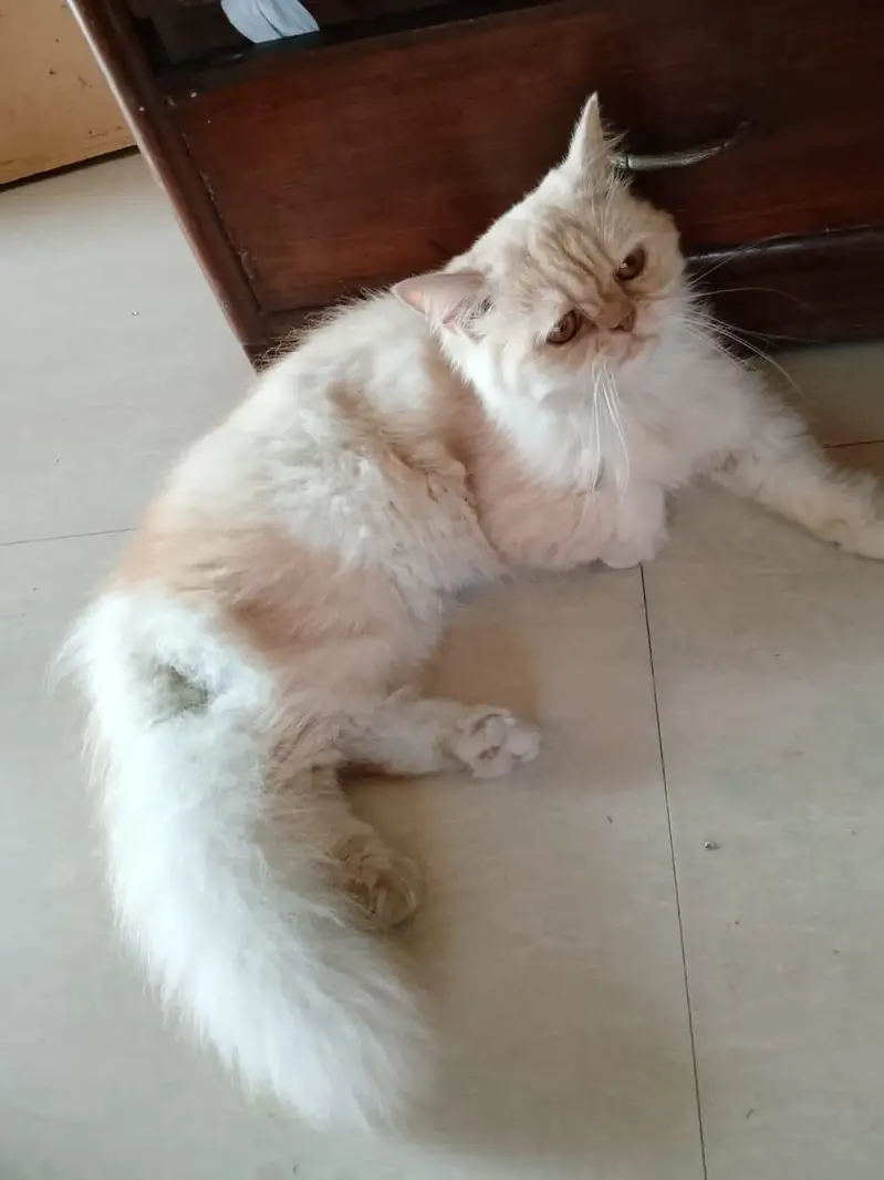 Persian cat for sale triple coated — photo 2