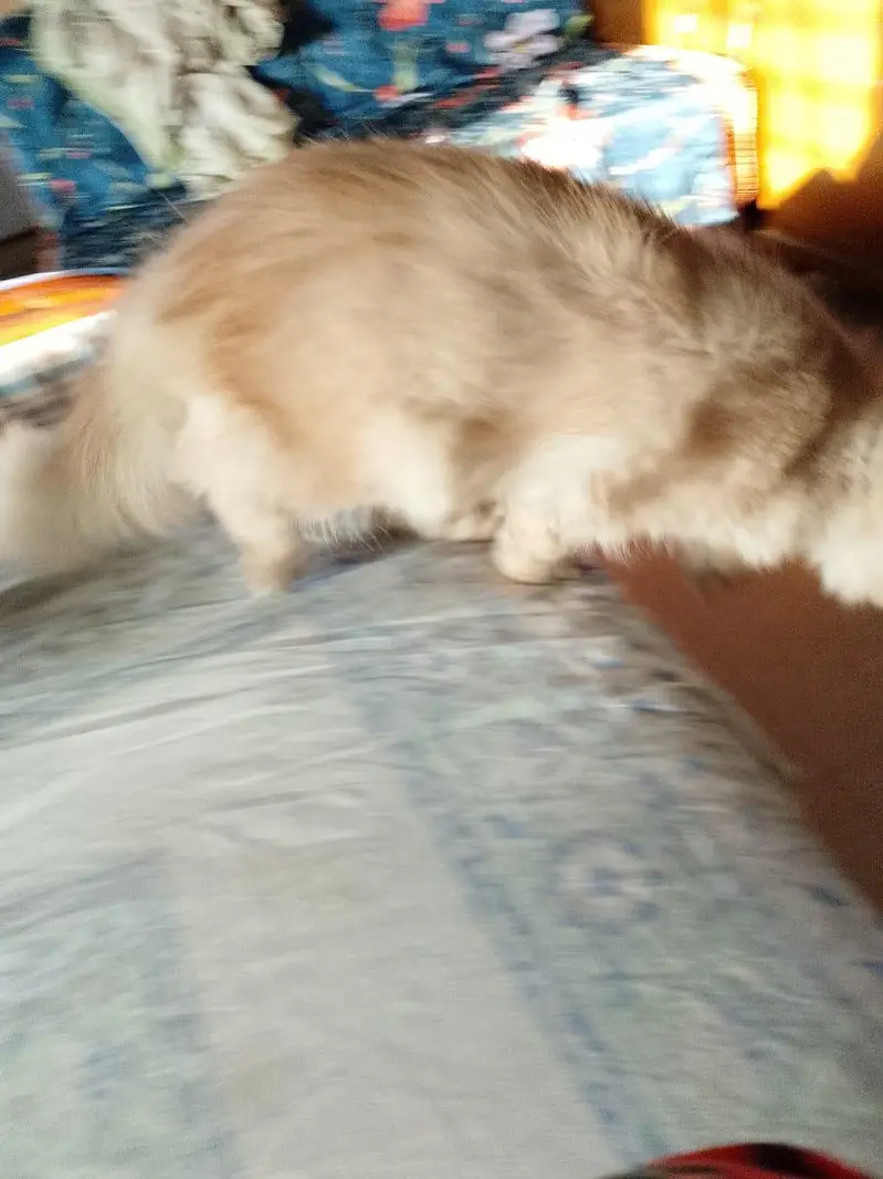 Persian cat for sale triple coated — photo 3