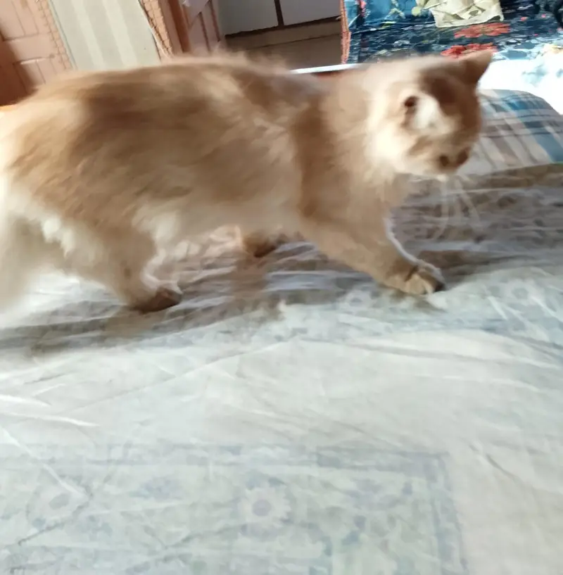 Persian cat for sale triple coated — photo 4