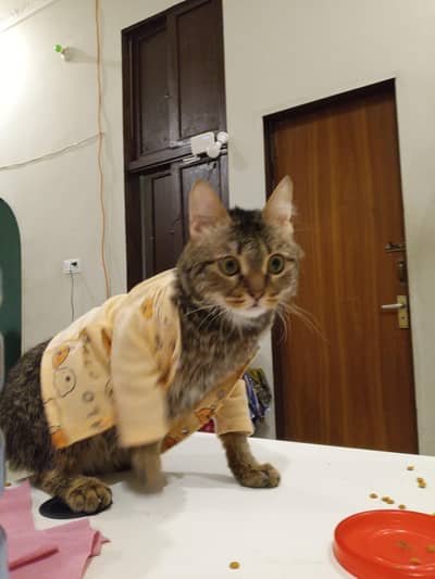 Mix Breed Neutal Cat Very Friendly and Calm