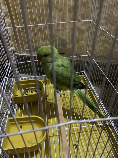 Ring neck parrot