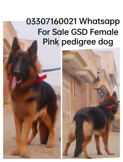 German shepherd female dog
