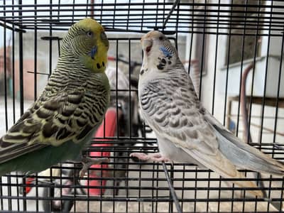 KING SIZE TCB BUDGIES