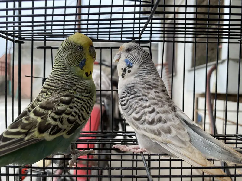 KING SIZE TCB BUDGIES — photo 2
