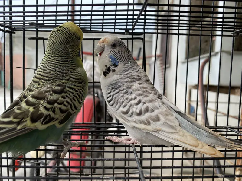 KING SIZE TCB BUDGIES — photo 3