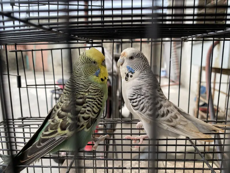 KING SIZE TCB BUDGIES — photo 4