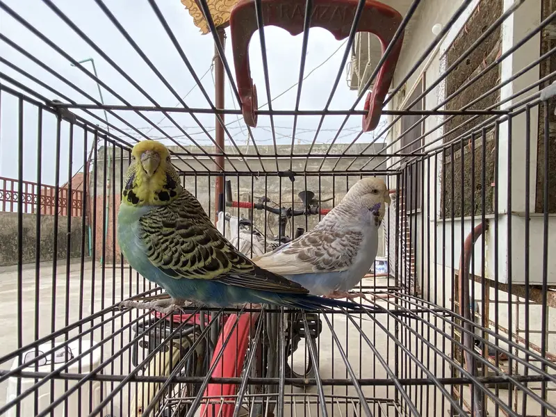 KING SIZE TCB BUDGIES — photo 5