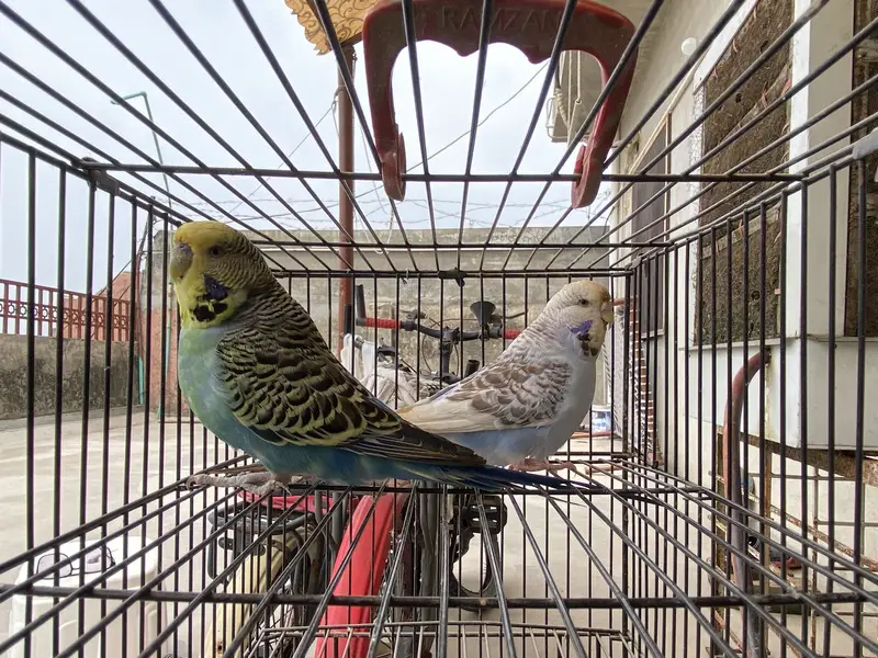 KING SIZE TCB BUDGIES — photo 6