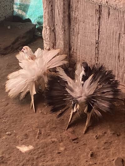 American faintail almond chiks FORSALE 03115733578