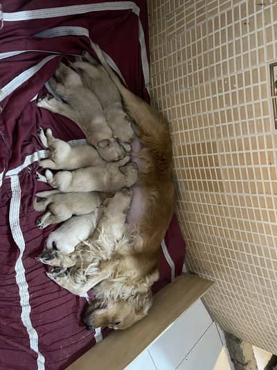 High Quality Retriver Puppies