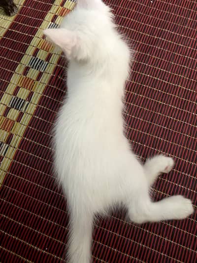 persian cat