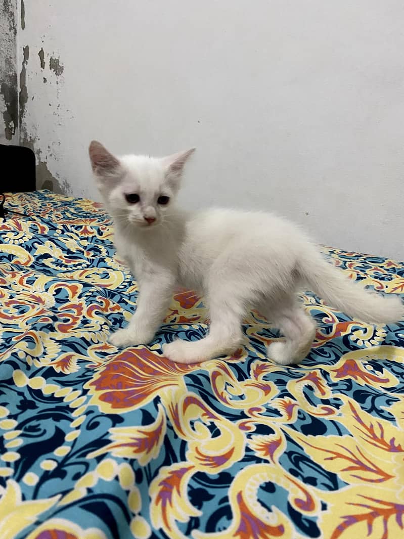 persian cat 1