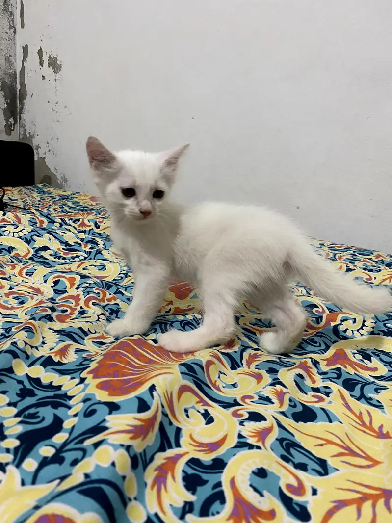 persian cat — photo 2