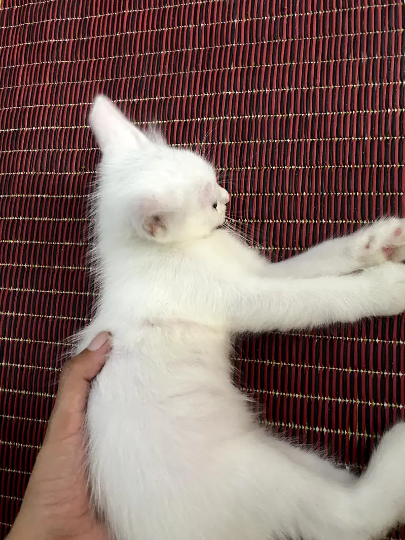 persian cat — photo 3
