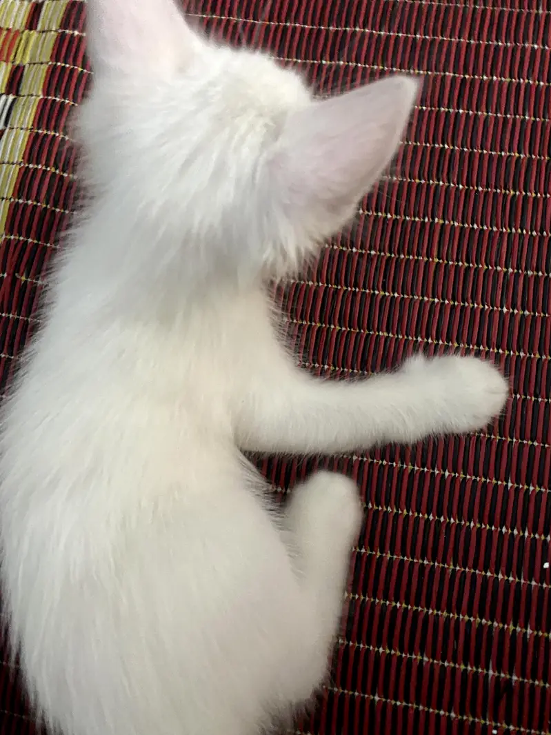 persian cat — photo 4