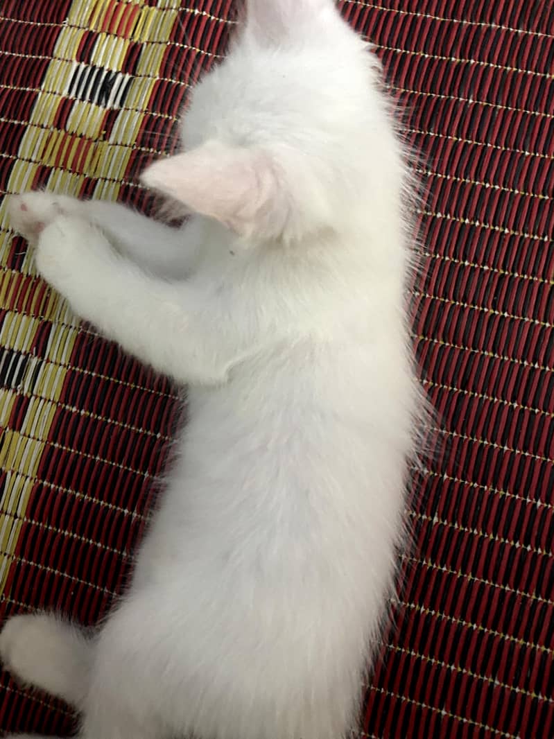 persian cat 4