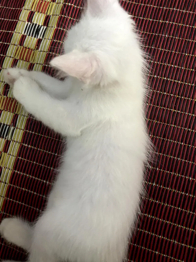 persian cat — photo 5