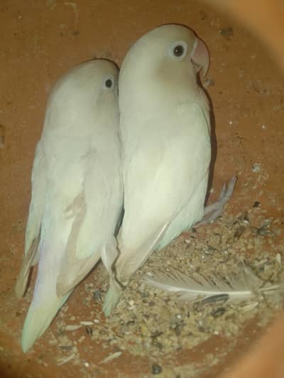 Fisher pair  for sale+923267409123