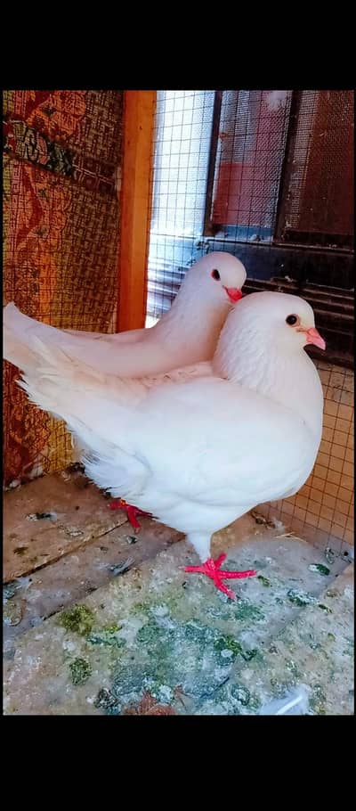 modina breeder pair Modena kabotar pigeons for sale fancy king size