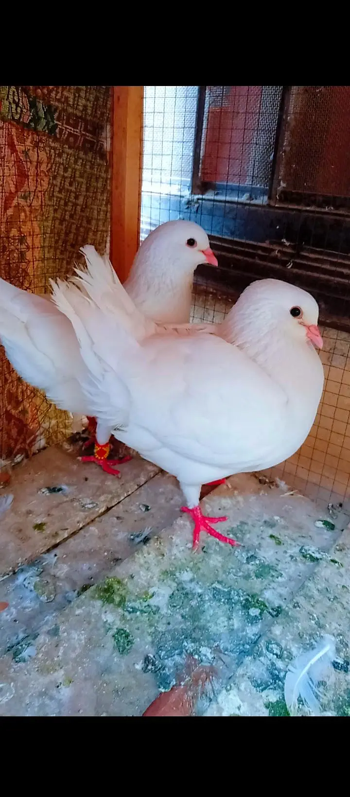 modina breeder pair Modena kabotar pigeons for sale fancy king size — photo 2