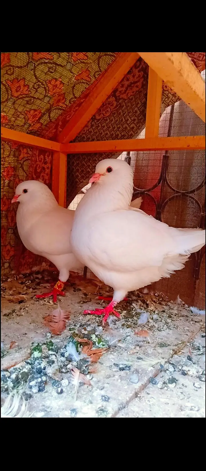 modina breeder pair Modena kabotar pigeons for sale fancy king size — photo 3