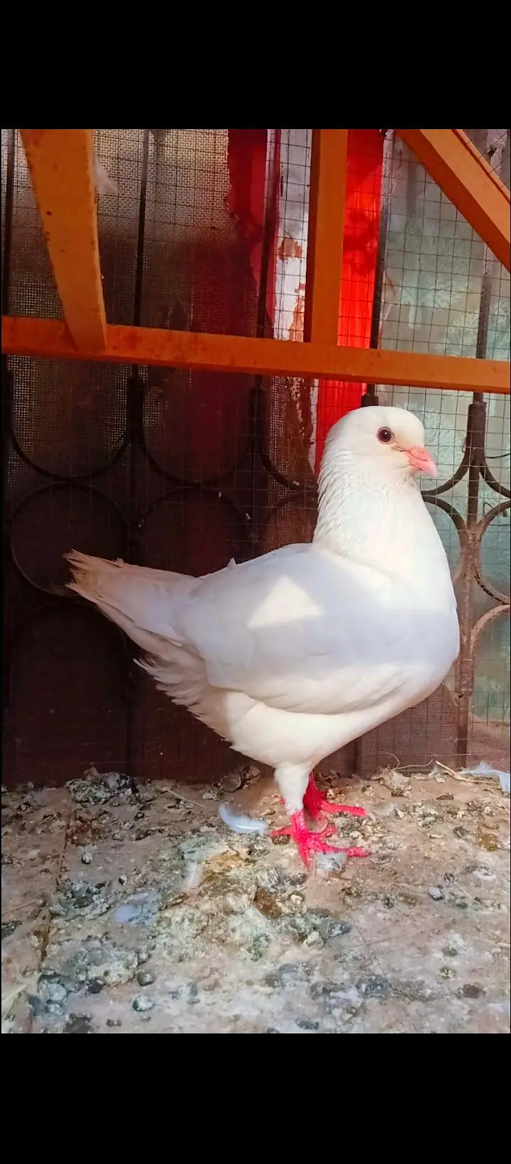 modina breeder pair Modena kabotar pigeons for sale fancy king size — photo 4