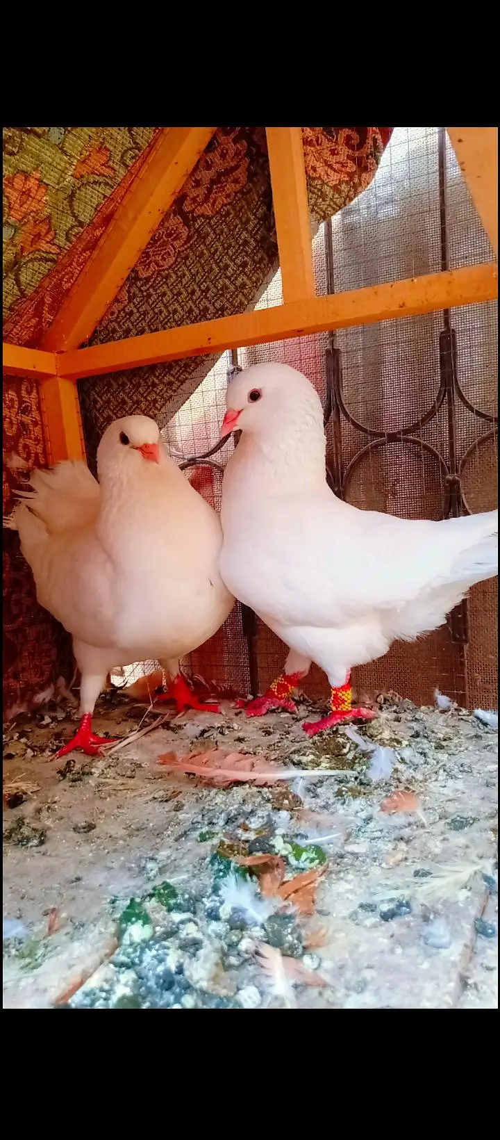 modina breeder pair Modena kabotar pigeons for sale fancy king size — photo 5