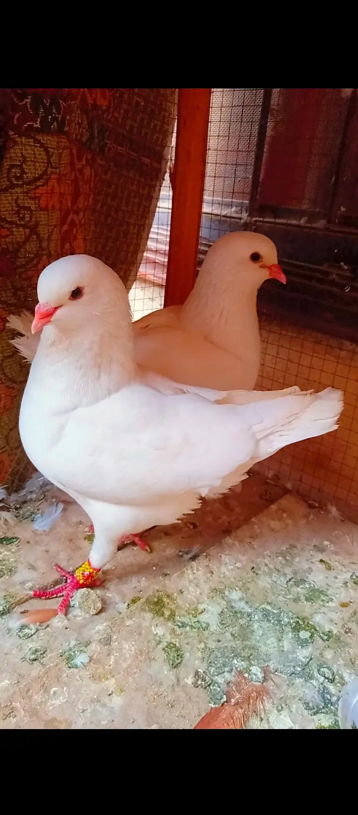modina breeder pair Modena kabotar pigeons for sale fancy king size — photo 6
