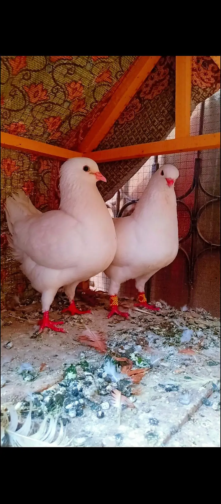 modina breeder pair Modena kabotar pigeons for sale fancy king size — photo 7