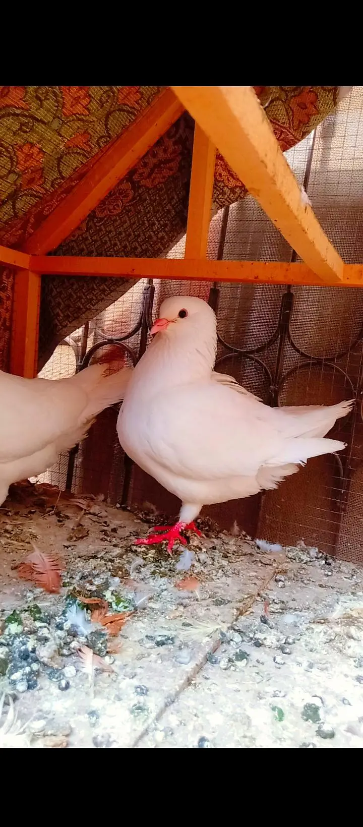 modina breeder pair Modena kabotar pigeons for sale fancy king size — photo 8