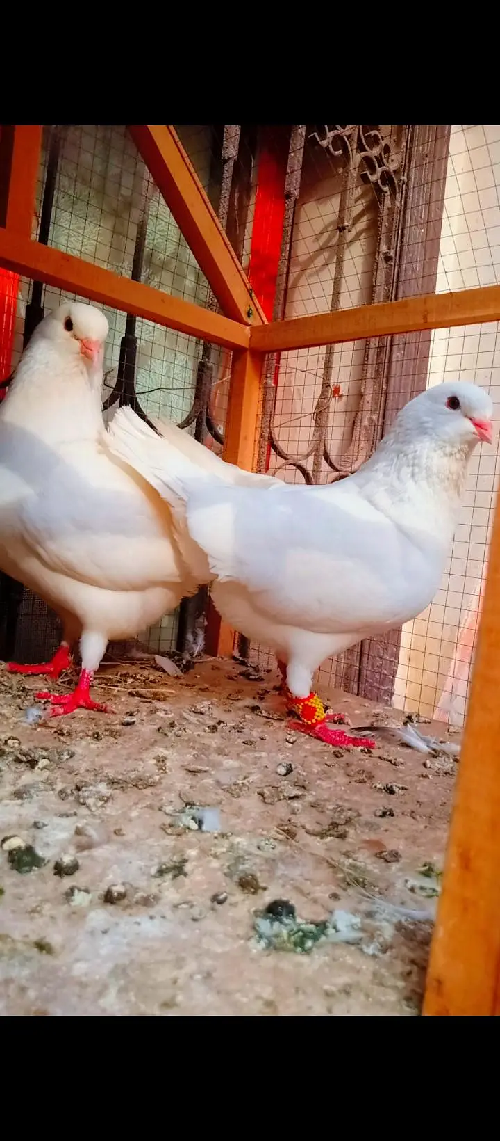 modina breeder pair Modena kabotar pigeons for sale fancy king size — photo 9