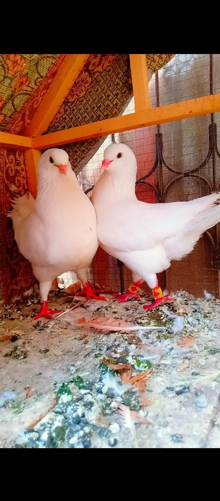 modina breeder pair Modena kabotar pigeons for sale fancy king size — photo 10