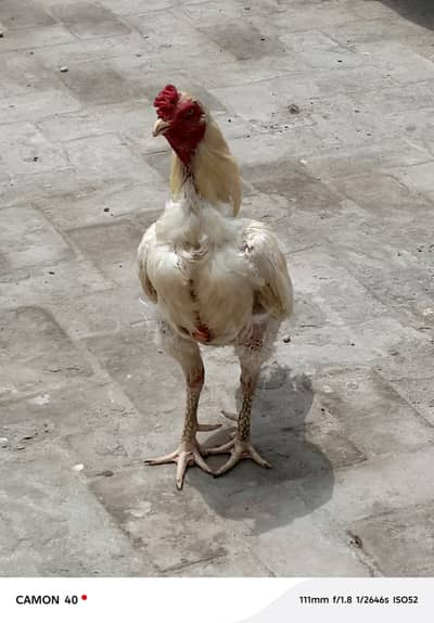 aseel murga