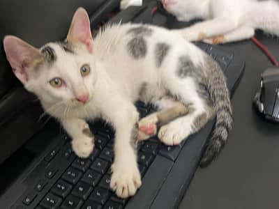 5 cute n friendly kittens for adoption