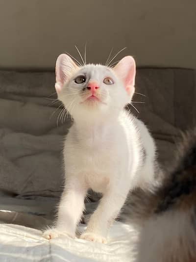5 cute n friendly kittens for adoption