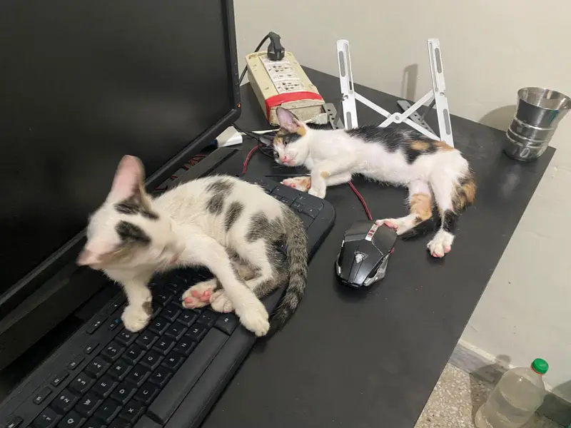 5 cute n friendly kittens for adoption — photo 8