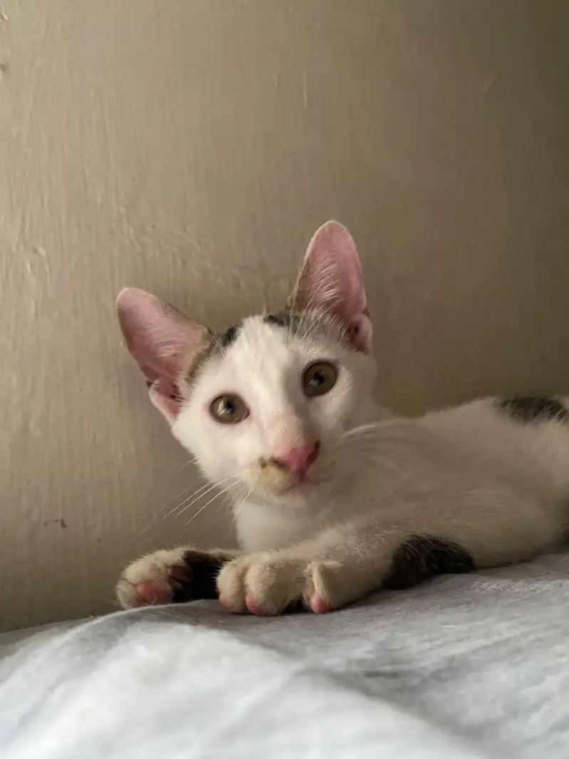 5 cute n friendly kittens for adoption — photo 9