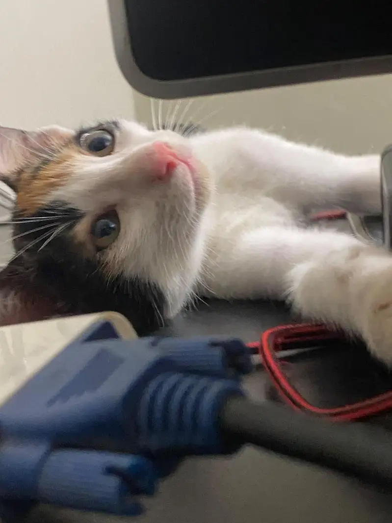 5 cute n friendly kittens for adoption — photo 11