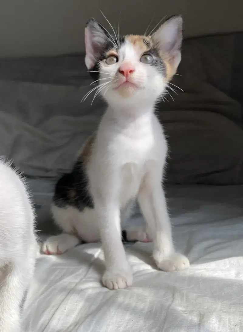 5 cute n friendly kittens for adoption — photo 12