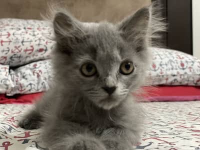 Female Grey playful Persian kitten