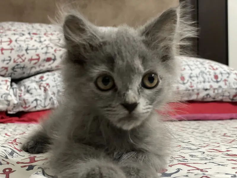 Female Grey playful Persian kitten — photo 4