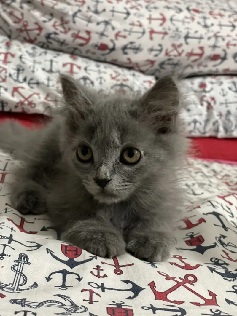 Female Grey playful Persian kitten — photo 2
