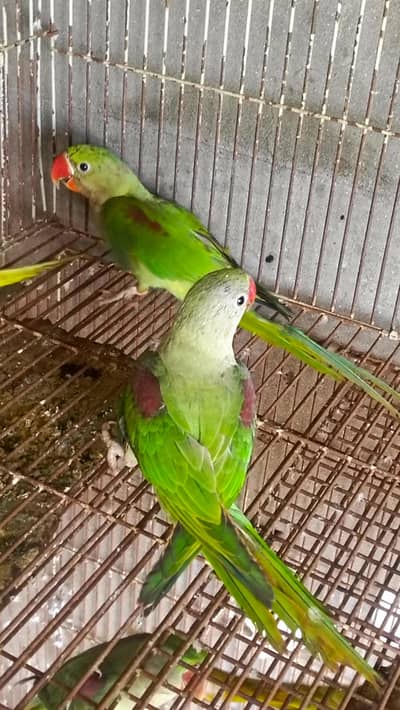 kashmeri Raw pair