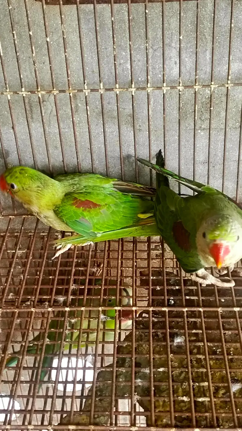 kashmeri Raw pair — photo 3